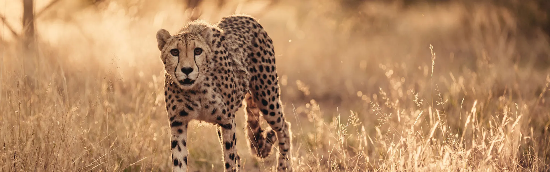 Cheetah