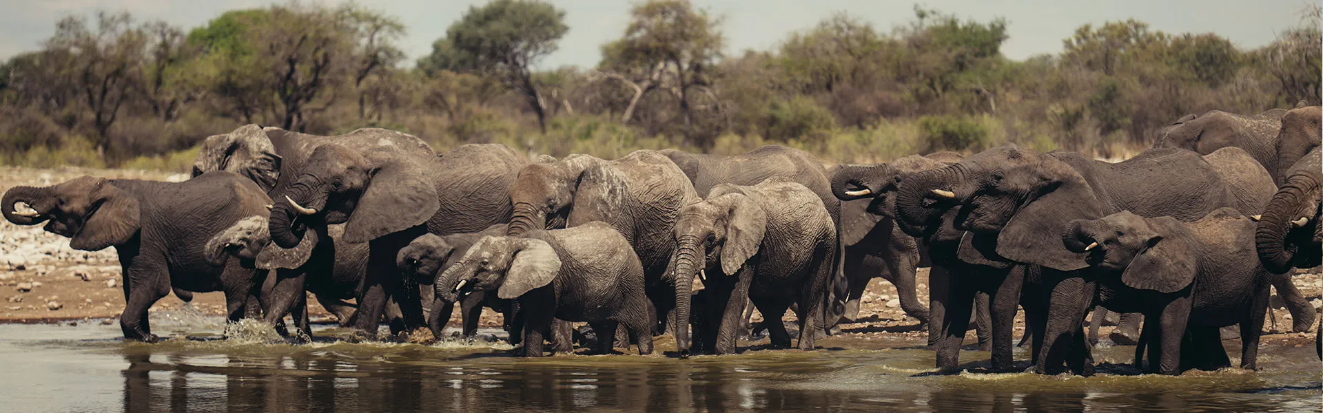 Elephant herd