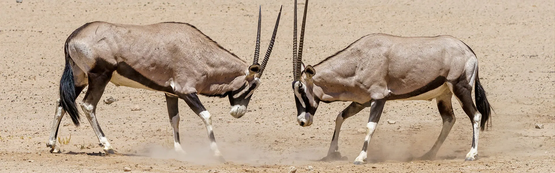 Oryx in the Namib