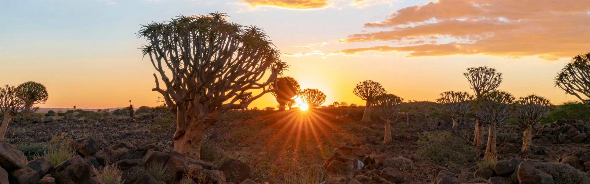 Aloe forest